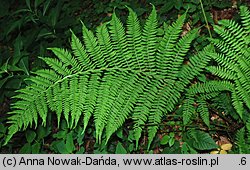 Athyrium filix-femina (wietlica samicza)