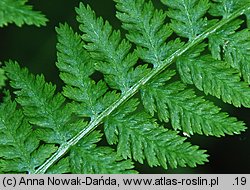 Athyrium filix-femina (wietlica samicza)