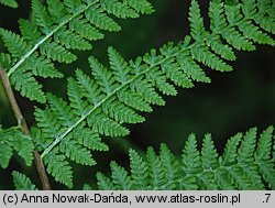 Athyrium filix-femina (wietlica samicza)