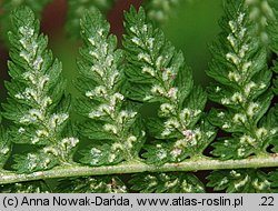 Athyrium filix-femina (wietlica samicza)