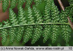 Athyrium filix-femina (wietlica samicza)