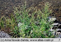 Atriplex littoralis