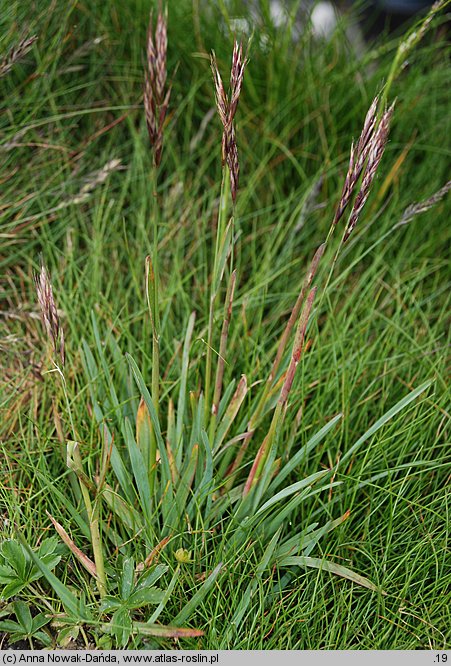 Helictochloa versicolor (owsica pstra)