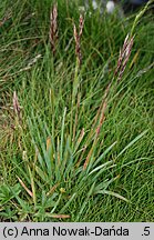 Helictochloa versicolor (owsica pstra)