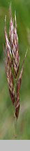 Helictochloa versicolor (owsica pstra)