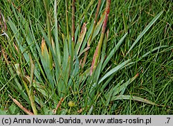 Helictochloa versicolor (owsica pstra)