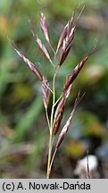 Helictochloa versicolor (owsica pstra)