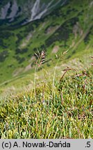 Helictochloa versicolor (owsica pstra)