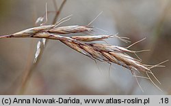 Helictochloa versicolor (owsica pstra)