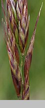 Helictochloa versicolor (owsica pstra)