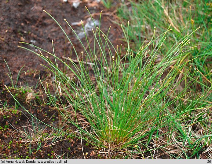 Baeothryon cespitosum (wełnianeczka darniowa)