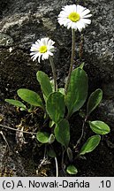 Bellidiastrum michelii