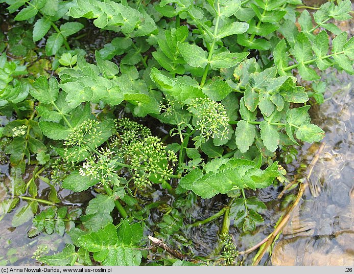 Berula erecta (potocznik wąskolistny)