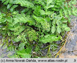 Berula erecta (potocznik wąskolistny)