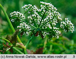 Berula erecta (potocznik wąskolistny)