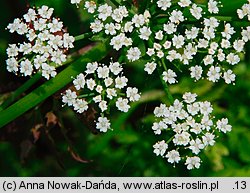 Berula erecta (potocznik wąskolistny)