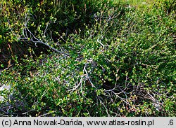 Betula nana (brzoza karłowata)