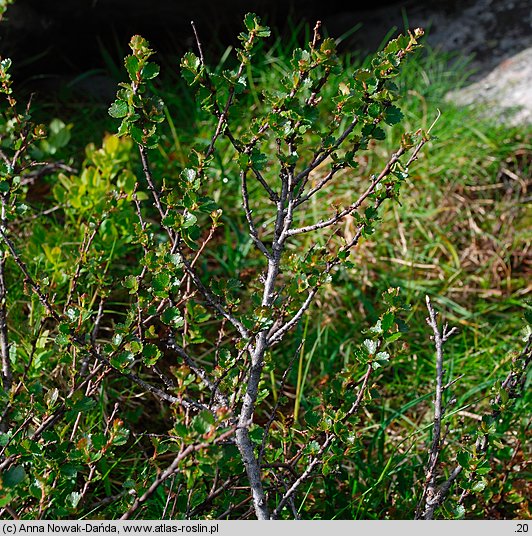 Betula nana (brzoza karłowata)