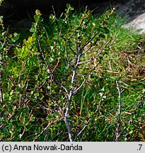 Betula nana (brzoza karłowata)