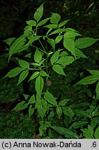 Bidens frondosa (uczep amerykański)