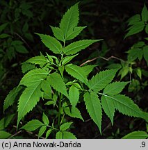 Bidens frondosa (uczep amerykański)