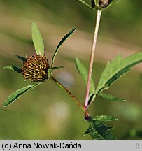 Bidens tripartita (uczep trójlistkowy)