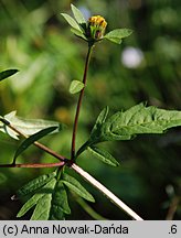 Bidens tripartita (uczep trójlistkowy)