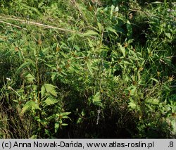 Bidens tripartita (uczep trójlistkowy)