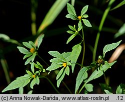 Bidens tripartita (uczep trójlistkowy)