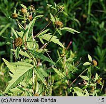 Bidens tripartita (uczep trójlistkowy)