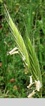 Brachypodium pinnatum (kłosownica pierzasta)