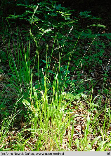 Brachypodium sylvaticum (kłosownica leśna)