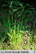 Brachypodium sylvaticum (kłosownica leśna)