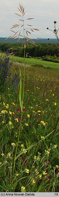 Bromus inermis (stokłosa bezostna)