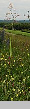 Bromus inermis (stokłosa bezostna)