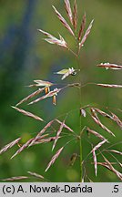 Bromus inermis (stokłosa bezostna)