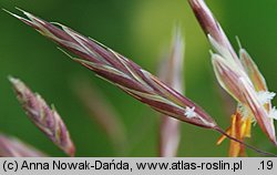 Bromus inermis (stokłosa bezostna)