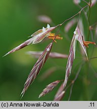 Bromus inermis (stokłosa bezostna)