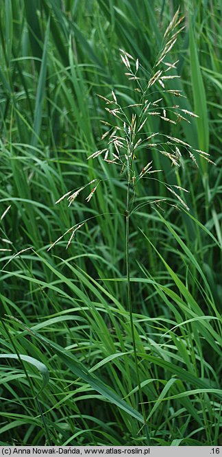 Bromus inermis (stokłosa bezostna)
