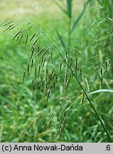 Bromus inermis (stokłosa bezostna)