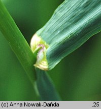 Bromus inermis (stokłosa bezostna)