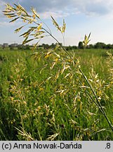 Bromus inermis (stokłosa bezostna)