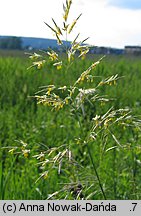 Bromus inermis (stokłosa bezostna)