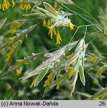 Bromus inermis (stokłosa bezostna)