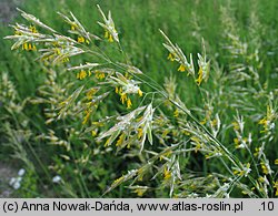 Bromus inermis (stokłosa bezostna)