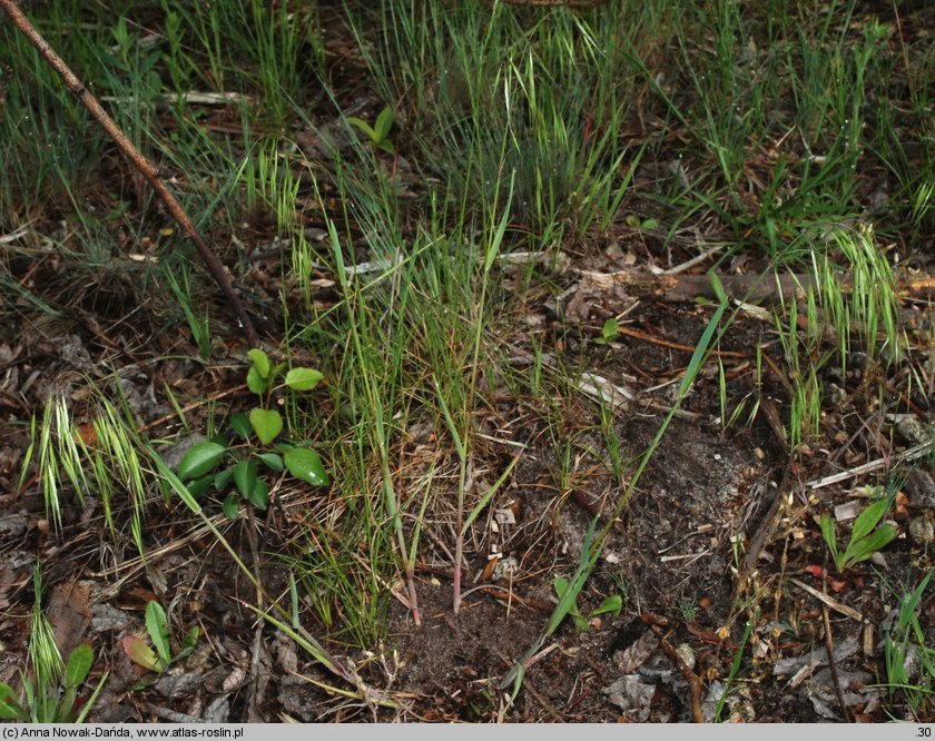 Bromus tectorum (stokłosa dachowa)