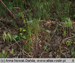 Bromus tectorum (stokłosa dachowa)