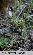 Bromus tectorum (stokłosa dachowa)