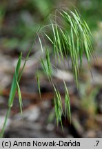 Bromus tectorum (stokłosa dachowa)