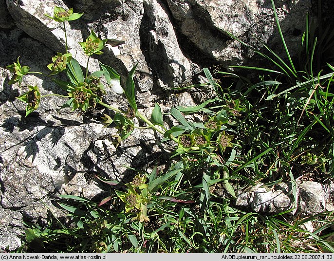 Bupleurum ranunculoides (przewiercień jaskrowaty)